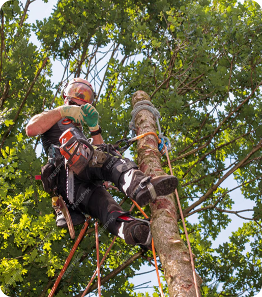 Millenium Tree Service crew at work