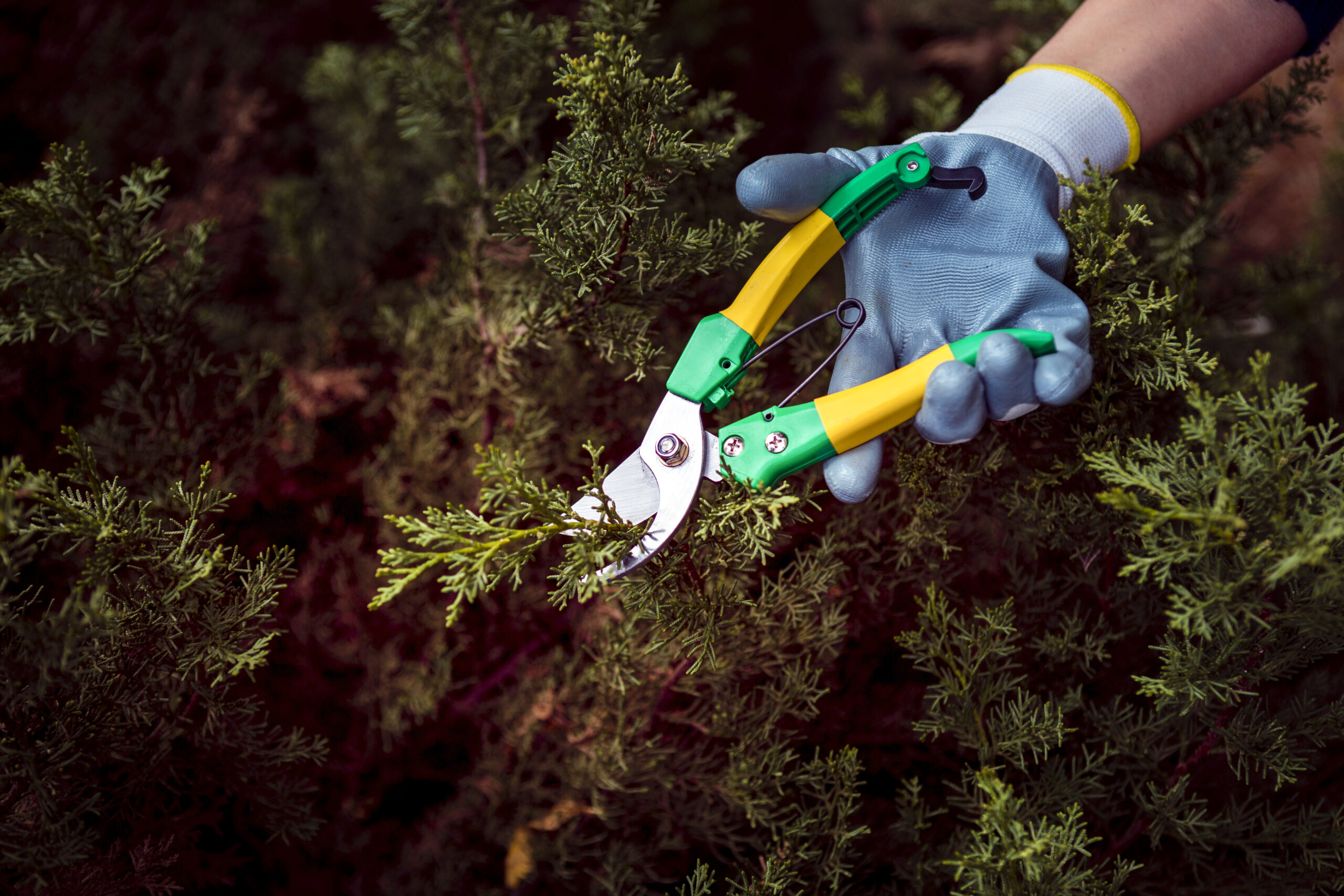 Tree Trimming vs. Pruning: What’s the Difference?