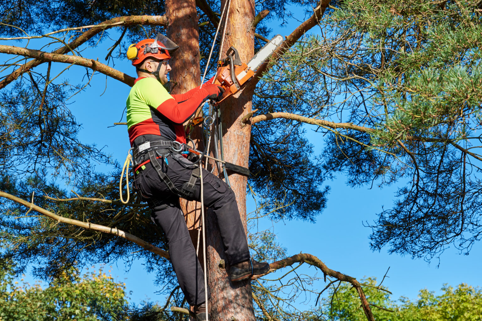 Tree Services in New Jersey